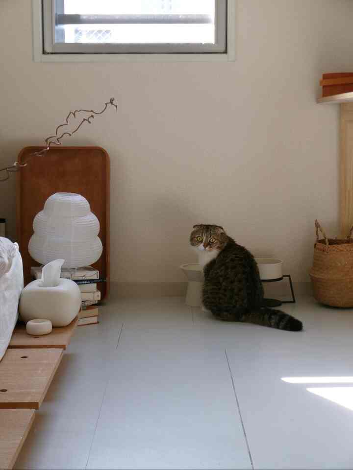 #北欧インテリア雑貨 #北欧インテリアのある暮らし #ディインテリア #賃貸で暮らすとゆう選択 #賃貸生活 #賃貸マンション暮らし #猫と暮らす部屋 #猫と暮らす部屋づくり #マキシマリストの部屋 #マキシマリストの部屋づくり #マキシマリストの工夫 #ikea家具 #ドーナツライト #モロッコ雑貨 #モロッコインテリア #ラグ探し中 #ideeインテリア #無印インテリア #VARMBLIXT #ヴァルムブリクスト #賃貸DIY { 21 #Wallpaper DIY} #フロアタイルDIY #暮らしの道具