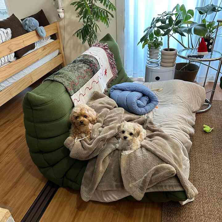 緑色のソファにベージュの毛布が掛かり、小さな犬が二匹座っているナチュラルな雰囲気のリビング