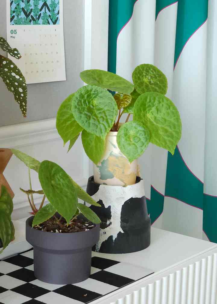 Memotong #취미생활 Saya seorang pelayan makanan 🪴
Begonia putoensis sangat indah akhir-akhir ini.
Tahun lalu, saya membawa bibit dan membesarkannya. Saya menginginkan bentuk pohon yang melimpah, jadi saya menanam dua tanaman bersama-sama, dan tanaman tersebut terlihat jelas keberadaannya.
Sampai baru-baru ini, mereka dibesarkan di rumah kaca, dan kini menjelang musim panas, mereka berlatih perlahan dan beradaptasi dengan baik tanpa masalah 😆 Di saat seperti ini, Gyeongui, kepala pelayan makanan, sangat bangga ˃ᴗ˂
⠀⠀
#Buku Harian Tanaman #반려식물 #플랜테리어 #식물 #베고니아
#Catatan Harian #식물인테리어 #식집사 #식집사일상 #루틴
#Menanam tanaman #그린인테리어 #오늘장면한컷 #오늘의가든
#ikuti kembali
