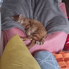 #반려동물인생세컷