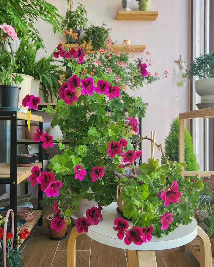  #리갈제라늄 #geraniums #gardener #베란다정원 #플랜테리어 #홈가드닝 