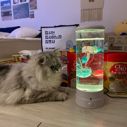 #반려동물인생세컷
예전 궁팡가서 홀린듯 사온 고양이 어항 😏
티비보듯이 보는 우리 꼬양이가 너무 귀엽고
힘없이 떠다니는 해파리도 좀 웃김 (ㅋㅋㅋ)
인간도 같이 멍---
#어항 #고양이 #고양이장난감 #고양이어항 #물멍 #궁팡 #고양이가있는집 #고양이인테리어 #집사 #집사일상 #맞팔 
