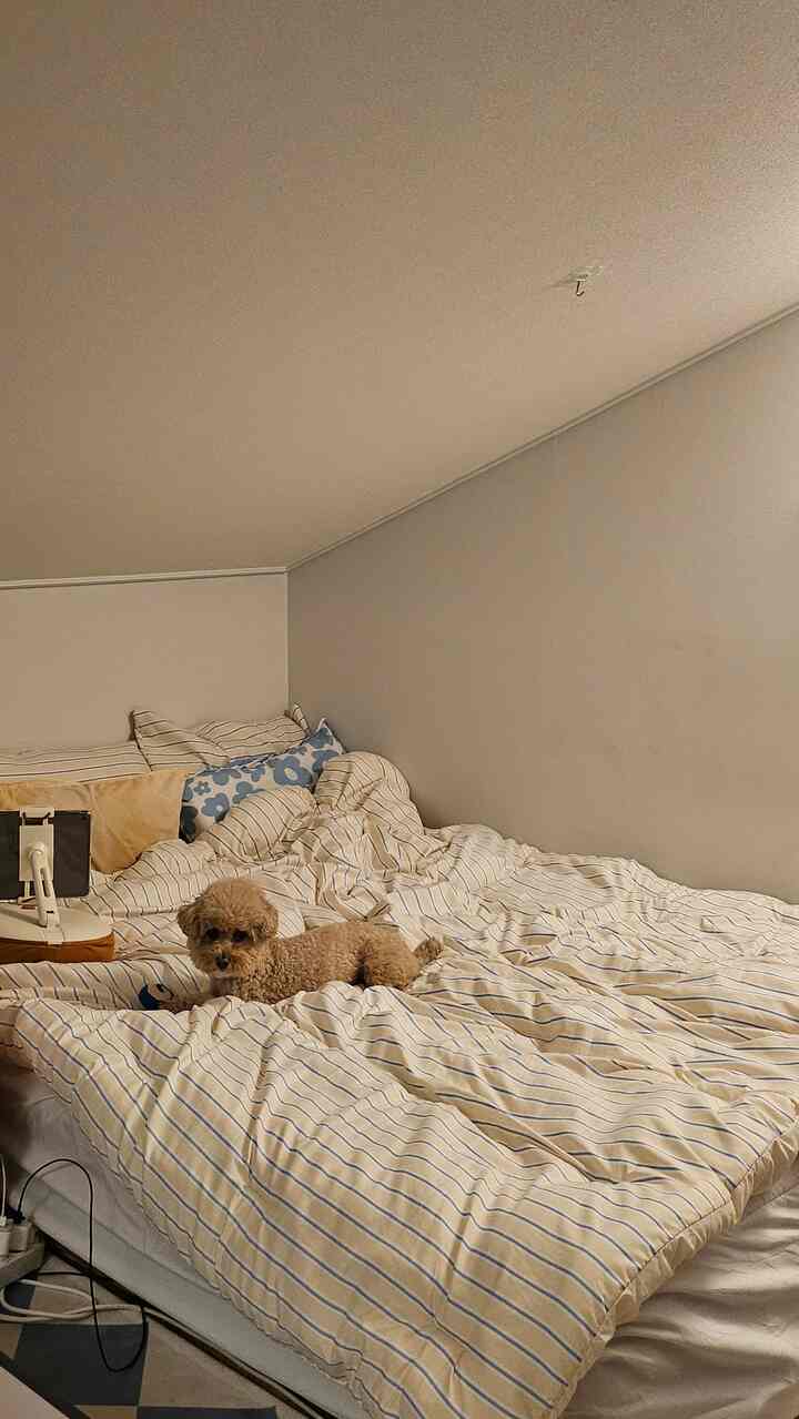 黄色のトーンの寝室、ストライプ柄の寝具と犬がいる雰囲気のあるインテリア