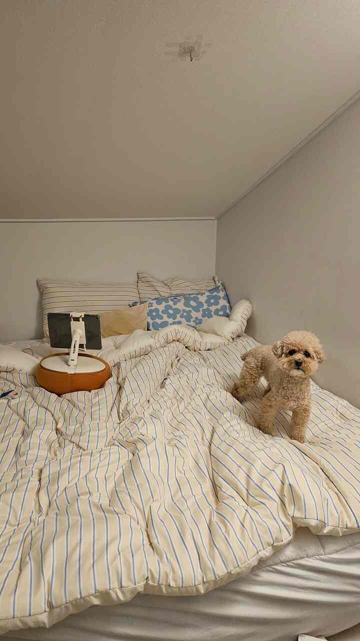 ナチュラルカラーの寝室で、ストライプの掛け布団カバーと枕が置かれたベッドの上に小さな犬が立っている雰囲気のあるインテリア
