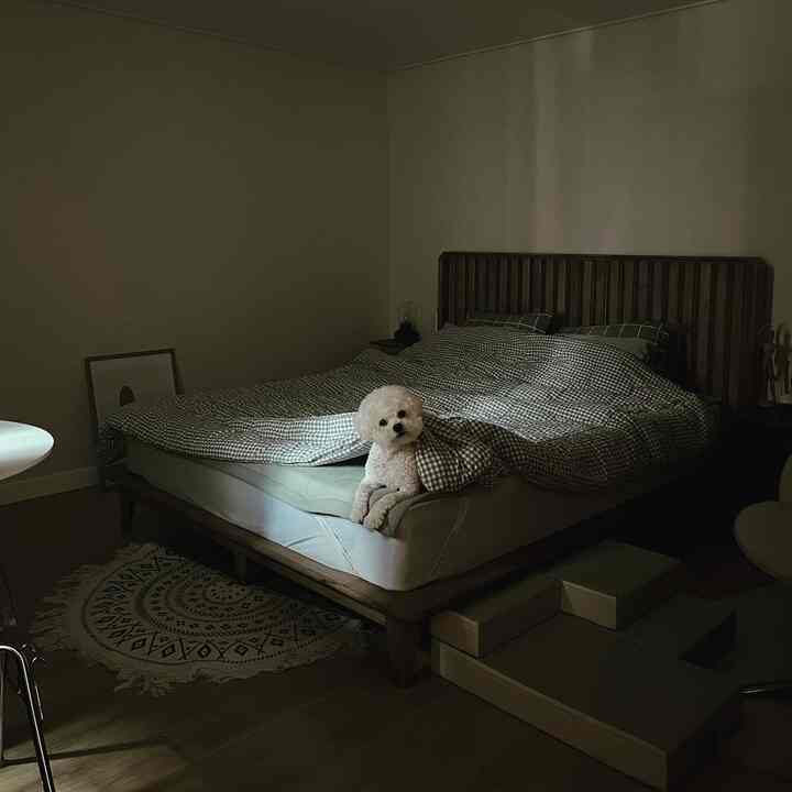 Natural wood tone bedroom with checkered bedding, a small white dog sitting on the bed, creating a cozy atmosphere