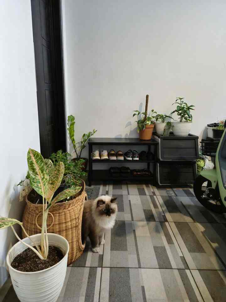 Halo semua, Tita disini :) salam kenal semuanya.
Ini adalah postingan pertamaku di Ohouse. 
Selamat datang di #rumahmangga rumah kecil yang berlokasi dalam gang dikota besar. Kalau boleh aku ilustrasikan sedikit suasana sekitar rumah kami yang meski berada di wilayah padat penduduk kami tetap bisa merasakan kenyamanan, karena lingkungan luar rumah tidak terlalu crowded. Saat pagi hal yang wajar jika ada suara motor lewat untuk mengantar anak sekolah dan orang yang pergi bekerja, serta tukang sayur dan tukang penjual makanan yang sesekali lewat. Ketika sore menjelang malampun juga menampakkan kondisi yang sama seperti halnya orang yang kembali pulang selepas bekerja.
Cerita tentang #rumahmangga ada juga di house tour Ohouse :)
Saat dulu kami beli rumah tua ini teras depan hanya berukuran semeter kurang :( Saat renovasi kami buat teras berukuran 4x2,5m. Kami gunakan untuk memparkir kendaraan roda dua dan beberapa anak hijau yang aku letakkan dibeberapa sudut. Tak lupa juga rak sepatu & sandal yang bisa dijadikan kursi saat mengikat tali sepatu :) serta ada 2 storage plastik untuk menyimpan beberapa sandal dan perlengkapan untuk merawat anak-anak hijau dirumah.
#BTNOAS8 #Ohouse #Terasrumah #teras #home #homedecor #homesweethome