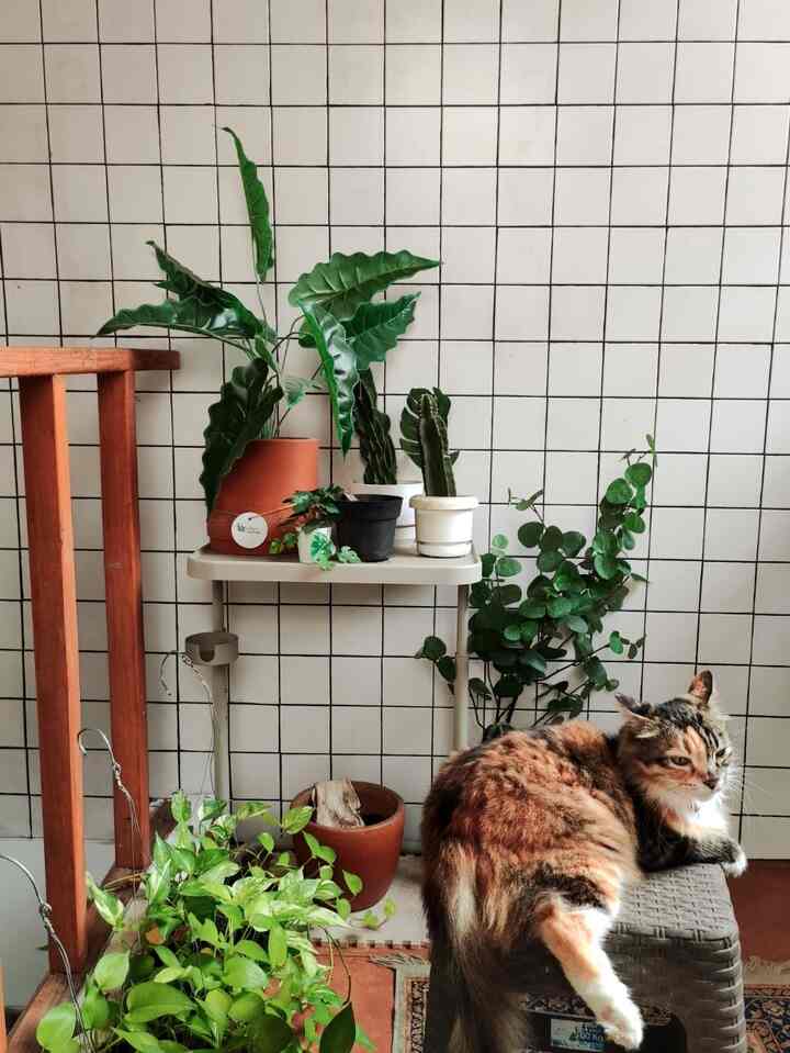 Tempat favorit latte bersantai (kucing kita).
Hangat udaranya, kena sinar matahari, banyak tanaman yang bisa dia cium2.
#livingroom #tinyhomecafe #tinyhome #rumahmungil #catlife #kucing 