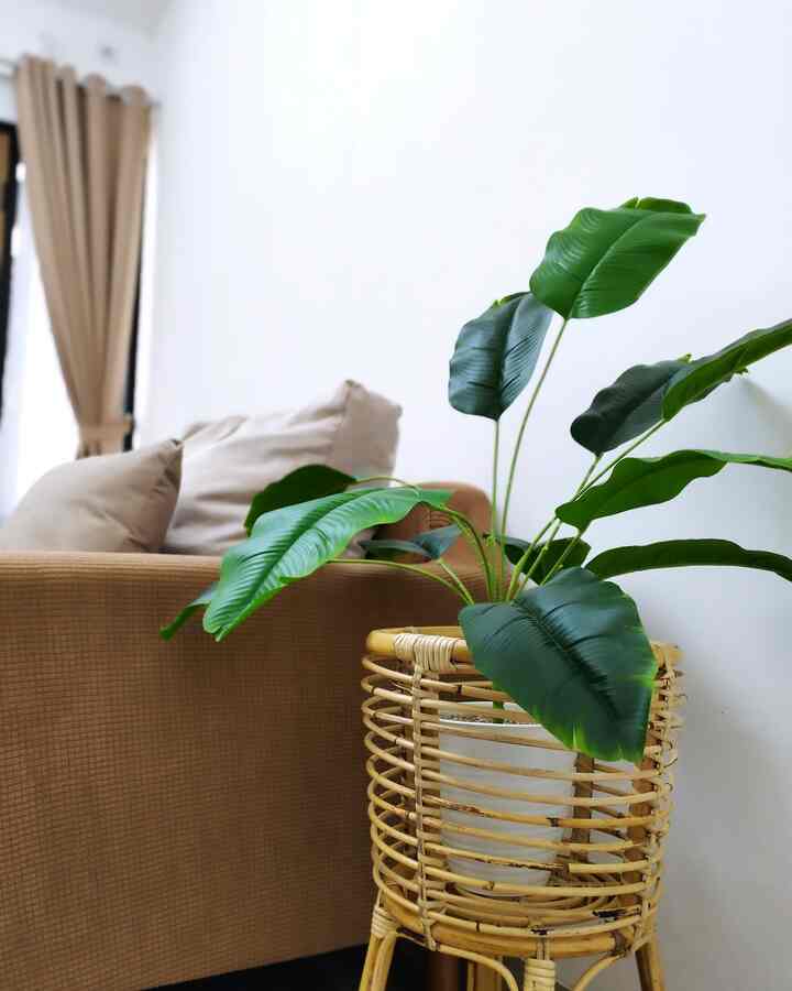 Cover sofa yang sangat membantu untuk menjaga kebersihan sofa, selain itu bisa banget buat bantu ganti suasana. Setiap ada yang ijo ijo dirumah pasti rasanya lebih seger aja. So, wajib banget ada yang ijo ijo 
#StandingPot #DaunPisang #Coversofa #Sofaestetik