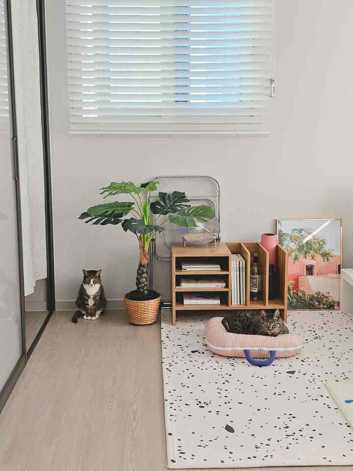 White and brown toned bedroom featuring a monstera artificial plant and bookshelf with two cats resting comfortably