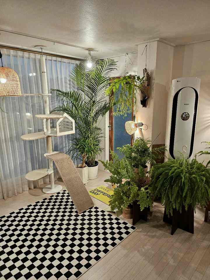 ブリの初キャットポール～！
丁寧に汗を流して組み立てたけど 
ブリーはまだアガラを持っていません。
マンチキン専用で低階段だったんだけど
ウールブリエはちょっと早い贈り物だったと思います〜
ブリが透明なハンモックまで上がる日の記念ショットを見てみましょう:)
。
。
。
。
。
#ブリーファーストキャットポール
＃マンチキン＃マンチキンショーツ＃ニャンニスタグラム