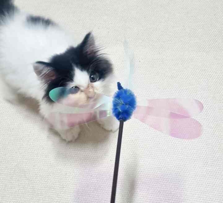 ダルコンが元気になってきっとよく走ります。
骨折した後足がほぼ全部良かったと思います♡♡

贈り物として受け取った猫のおもちゃを見せました...
まさにこのパンチを飛ばしますね(⌒‐⌒) 

一緒に過ごしたら〜
猫を育てるのは妙な魅力があると思います^^ #고양이장난감 #오늘장면한컷 #반려묘 #오늘의힐링 #고양이집사 #고양이와함께 