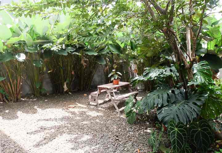 DPR • Di Bawah Pohon Rindang •
Tempat berteduh dari matahari yang jaraknya kaya tinggal sejengkal huhu serem. Tempat paling adem di rumah karena terfasilitasi AC 100 PK alias Angin Cepai-Cepoi. Kebun belakang didominasi oleh tanaman Calathea. Walaupun perawatannya memang mudah tapi cukup melelahkan, kawan. Jadi teman-teman yang mau menanam tanaman ini silahkan dipertimbangkan kembali. Sama-sama 😄
#backyard
#HomeGarden
#GreenSpaceofMyHome
#OutdoorSpace
#BeautifulPlace
#homecafe 
#InspirasiKebun