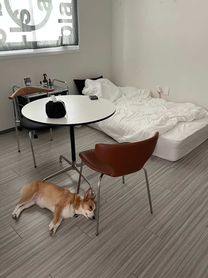 White-toned studio apartment with a round dining table and brown dining chairs, a Welsh Corgi lying on the floor, and a cozy bed setup