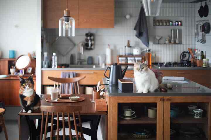Natural wood-toned dining room and kitchen space featuring two cats sitting on the dining table and kitchen island, creating a cozy atmosphere
