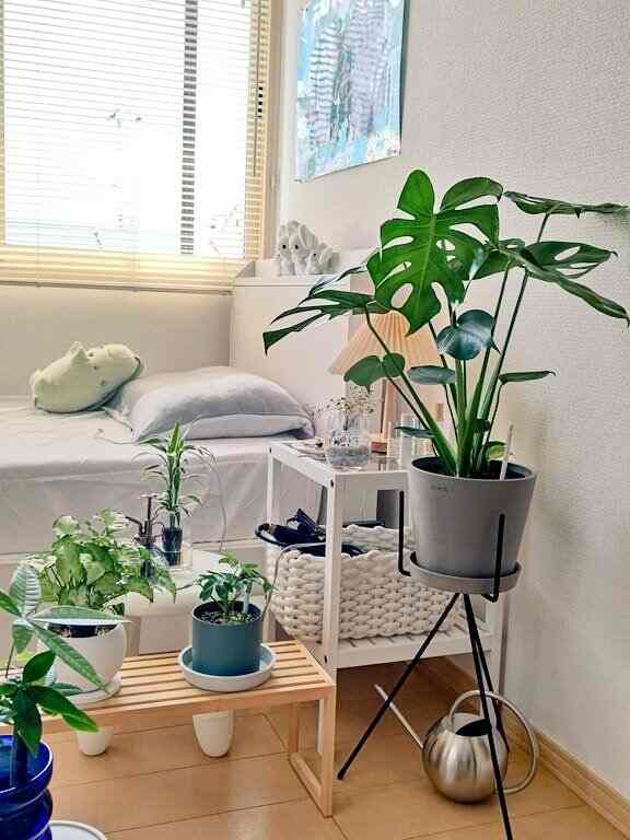 Monstera telah tiba✨
Besar, berkilau, dan lucu🌿
#Tanaman hias #モンステラ #シェフレラ #シンゴニウム #サンデリアーナ #パキラ #ワイヤープランツ #ホワイト #韓国インテリア #LittleRooms #無印良品 #IKEA #ANDPLANTS #andgreen