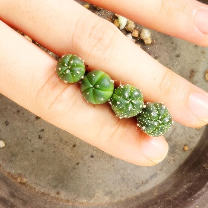 short form carousel card thumbnail