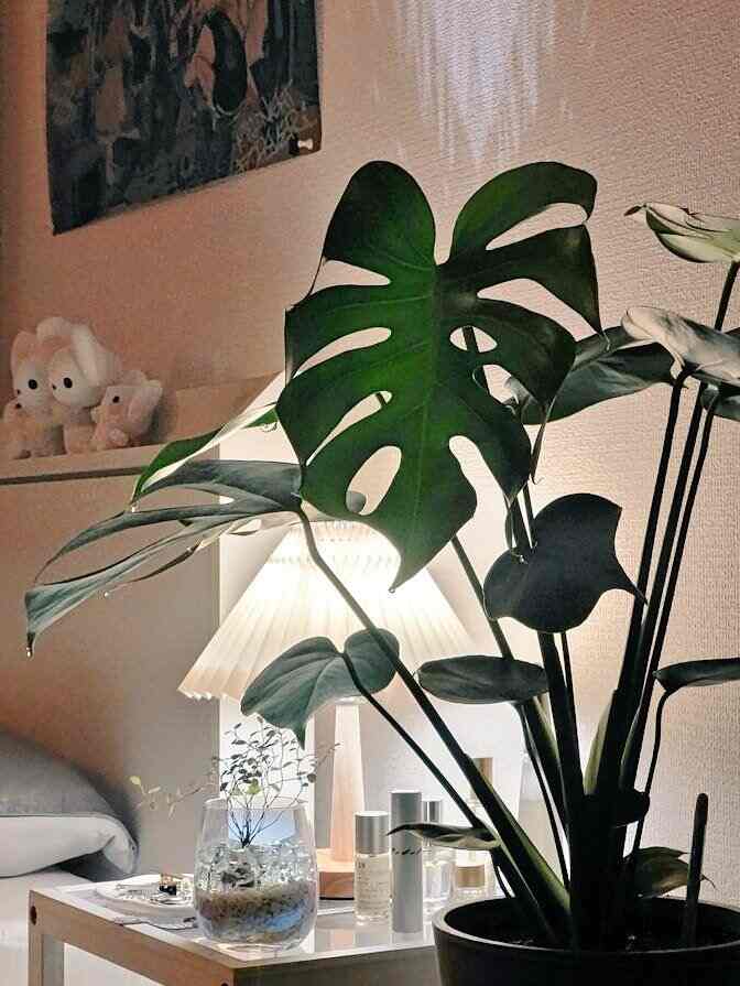 夜の姿も素敵です🌿‬
#観葉植物 #モンステラ #韓国インテリア 
#ANDPLANTS #LittleRooms 