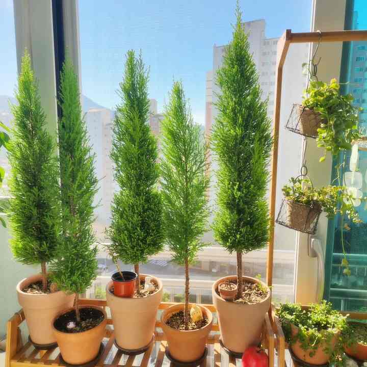 癒しの癒しユルマ庭園🌳 
。
。
。
。
。
私の日常では欠かせないガードニング🌳 
今日は律馬の挿し木をしてくれました♡
ふっくら植えて水をあげると、1年後に根がポンポン出ますよ🌳  #식집사성장기 #ftc8기이야기 #ftc8 #베란다정원 #오늘장면한컷 #취미를즐겨요 #plant #garden #식물 #식물스타그램 #초록이 #식집사 #가드닝 #베란다가든 #플랜테리어 #interior #율마 #interiordesign #맞팔 #베란다꾸미기 