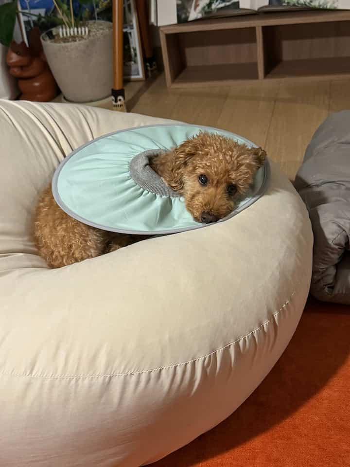 ベージュのビーズクッションの上に緑色の保護カラーをつけた小さな犬がくつろいでいるリビング空間