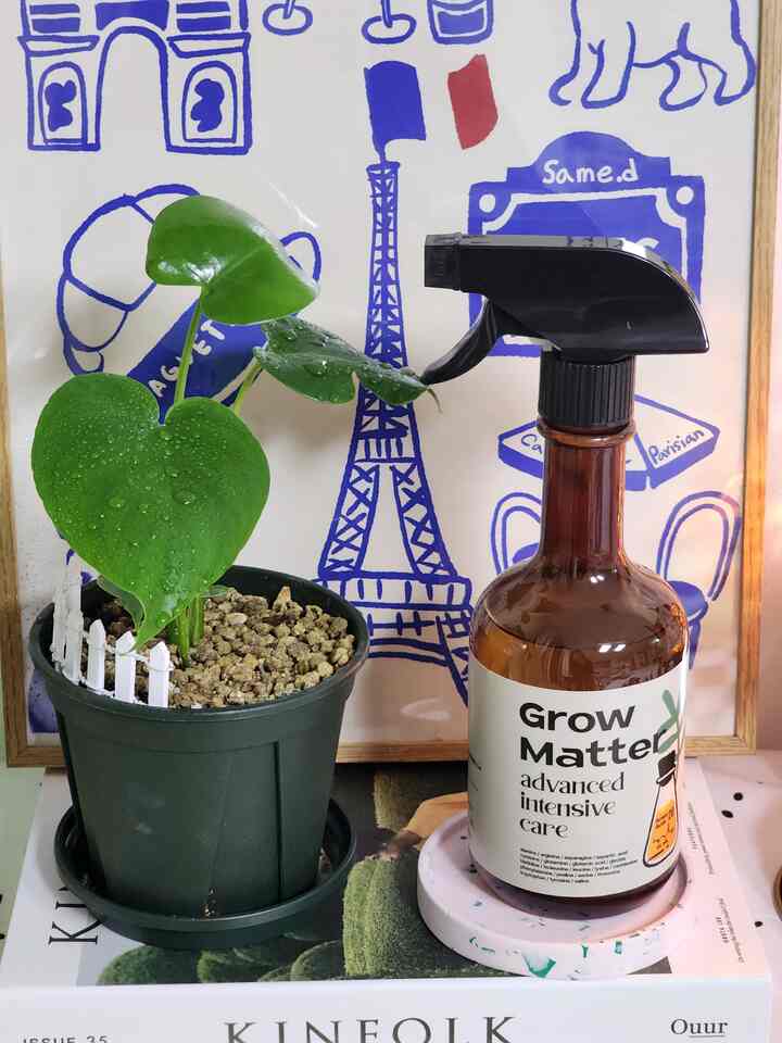 #植物映画祭を試してください💚

最近、植木鉢＃植物が多くなって水の周りが間違っているのかよくなったのかよく分からないし、よく育っているのかもしれません。
＃グローマッター＃植物栄養剤を使ってみましたㅎ 

スプレー形式 ストレート形式 2種類で使用できます 
振りやすくて水が嫌いな植物には水の代わりに振りかけてもらえましたよ💚

📌植物成長のための20の必須アミノ酸を含む
📌害虫忌避効果と抗菌効果に良い天然ニムオイル
📌光合成促進剤
📌根の発達を促進する牧草液 

こんな感じで植物に良いと言われています💚

室内で育ててみると、日光を十分に与えられないので、生気を失ったり、免疫力が弱くなる植物に良いそうです。 


振りかけると天然ハーブオイル100プロにシトロネラが追加され、ほのかな香りが広がるのに香りも大丈夫でしたよ👍👍

私たちの家には＃観葉植物（＃ゲーマオク）＃水耕栽培植物（＃テーブルヤシ。＃スキンダプサス） 
そこに＃イオナンサまで 
多くなると、葉の乾燥などなぜそんなに知らない時が多いから 
パクパク振りました💚

使用方法は振って使用します。 
植物に直接均等に振りかけたり
ポイント噴射で水の代わりに土がたっぷり振りかければいいと言います。 


数日後に後期を見てみましょう💚

#食執事 
#植民地成長 
#食堂 
#お祝い日記 
#初心者 
#初心者 
#初心者植物
#今日の庭 
#コンスープ 
#植物を育てる 
#フランテリア 
#フレンテリア 
#植物インテリア 
#自宅で一番忙しい 
#私たちの家空間 
