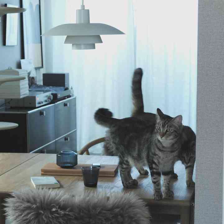 猫とインテリアと暮らし。

記念すべき1本目の投稿。


#猫とインテリア
#フォローしてください
