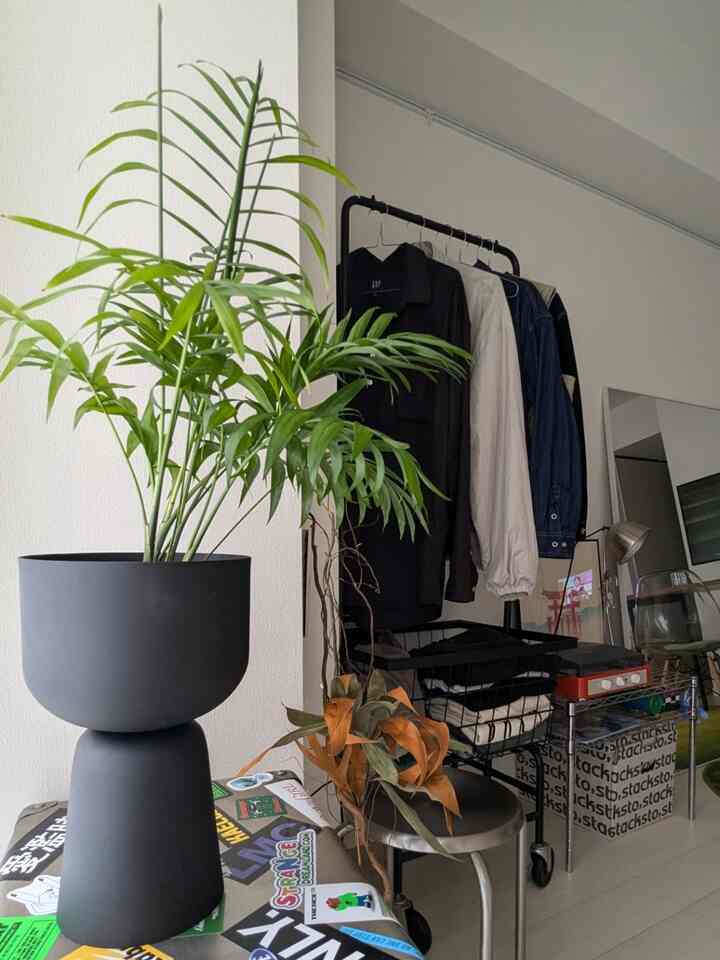 Di antara tanaman hias, mudah ditanam oleh pemula.
Saya membeli pohon palem🌱
Toko tempat saya membelinya ada di Lantai Atas di Ginza.
.
Setelah saya membelinya, saya membelinya seharga 100 yen,
Saya menanamnya kembali di tanah untuk tanaman hias dan menyiramnya!
Setelah itu, tanah mengering dan kembali lagi dalam 2-3 hari.
Anda dapat dengan mudah menanamnya hanya dengan menyiramnya😌
.
Tampaknya tidak menyerap banyak air di musim dingin.
Semprotkan daun sesering mungkin dengan penyemprot.
Kayaknya oke dikasih air aja 👍
#Tanaman hias #カラフル #カラフルなインテリア #テーブルヤシ
