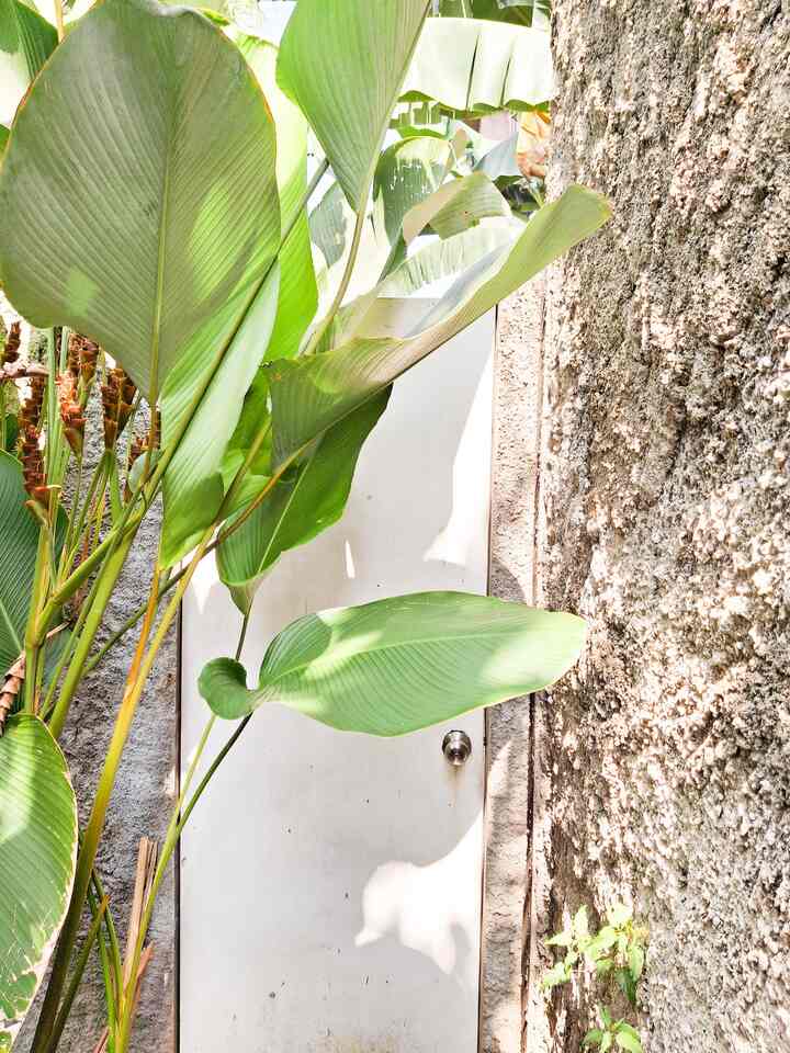 Kalau pagar utama, Het Huis ga punya. tapi kalau pintu belakang yang mirip pintu kemana saja ini, punya doong. Untuk bagian belakang rumah, aku sengaja hanya membuat tembok kamprot dengan ukuran tidak terlalu tinggi. Tapi, aku punya pagar alami yang tinggiiii sekali.  Siapakah dia? Yup, yup, pohon Calathea ini setelah tumbuh besar bisa membantu jadi penghalang dari luar. Maafin langit Jakarta yang lagi ga ada biru-birunya, yaa. Tapi untung ada pohon-pohon yang membuat rumah tetap sejuk.
#PagarMinimalis #tembokKamprot #InspirasiPagar #PagarStyle