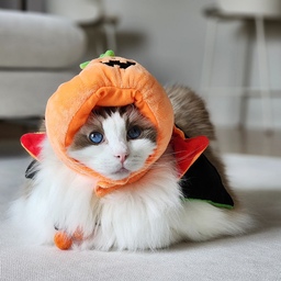 🎃 할로윈이라매요?
Trick or treat 👻🍬 
#다이소 #할로윈용품 일 잘하네 ㅋㅋ 
#랙돌 #고양이 #고양이코스튬 #할로윈고양이 #집사추천 
#ragdoll #blueeyedcat #catlife 
#holloweencat #holloween #catcostume 
