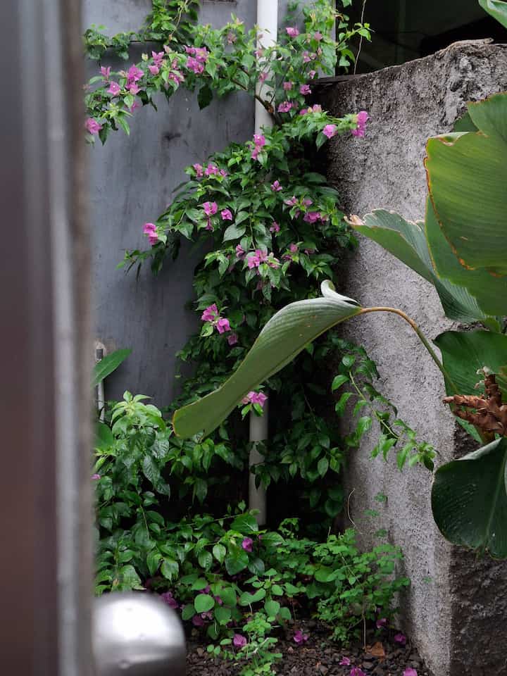 Natural green plants placed in a concrete wall corner veranda space