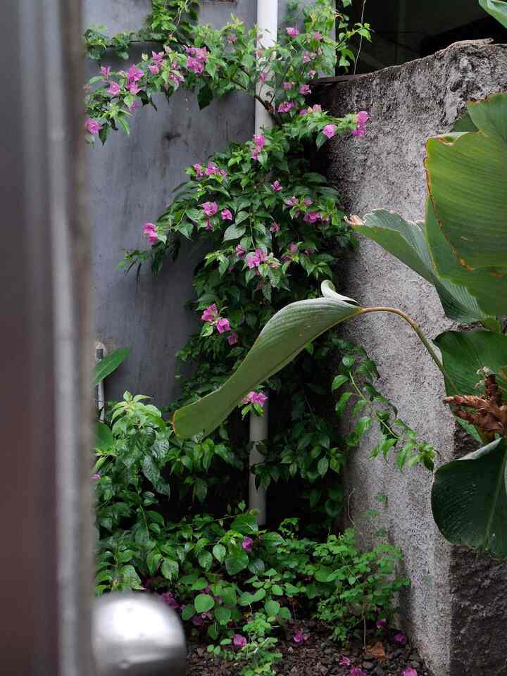 Satu spot favorit yang lagi aku sayang banget saat ini karena sedang cantik-cantiknya. Bougenvile 💞 Aku sengaja tanam di sudut ini supaya ada sentuhan warna dan buat hati senang.  Tapi tetep harus sering dipangkas supaya ga jadi sarang hewan di bawahnya. Hujan sudah mulai sering mampir, bunga-bunga nya jadi banyak yang berguguran. Gapapah, gugur satu tumbuh seribu bukan?
#minigarden #bungakertas #bloomseason #rumahcantik #tanamanbungadekorasi 