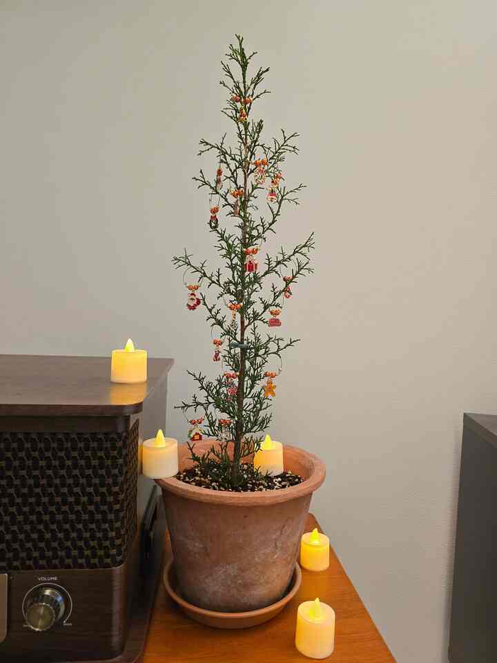 #AmootreeChallenge

I bought #Cypress while looking forward to Christmas
It was smaller than I thought, so the lights I had before were too burdensome and not pretty 😭

#Ornaments I bought to decorate the tree were too big
So I moved them to another place and thought about it, but I hung #WineCham!

The various designs, and the rings are light and just right, so they go together much better than I thought 🥰🥰

If you feel burdened by a tree that is too big

Decorate the plants at home with #GlassCham!

It has a lot of Christmas atmosphere 🤭🤭🤭

#CornSoupRecord
#MiniTree
#InteriorTips
#ChristmasTreeDeco
#TreeDecoration
#TreeDecoration
#ChristmasTree
#Christmas
#LightingInterior

#FollowBack
#Let'sCommunicate