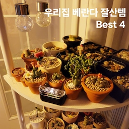 #우리집잘산템빙고 #베란다
💚우리집 베란다 식물존 잘산템 4가지💚
제 취미는 식물 키우기! 
그 중에서도 작은 다육이•선인장 종류에 반해 아기자기한 친구들이 많아요 ㅎㅎ
햇빛 잘 받으라고 한 겨울 빼고는 베란다에 두고 있는데 
좁은 베란다에서 많은 다육이 관리가 쉽지는 않더라고요!
많은 다육이들을 조금 더 예쁘게 관리할 수 있게 돕는 꿀템 4가지 입니다🤗
✅️1. 아씨방 가구 코너 선반
베란다가 좁아 기본 사각형 선반 스타일은 공간을 너무 많이 차지해 맞지 않다고 판단! 5단 코너 선반을 활용해 다육이 5층 아파트를 만들어주었어요ㅎㅎ 현재 60~70개 정도의 다육이들이 살고 있네요😆😆
✅️2. 캥거 태양광 LED 야외 조명(노란빛, 하얀빛)
이건 캠핑때 쓰려고 산거지만 평소에는 베란다에 두고 다육이들 조병빨을 담당하는데 크랙 무늬대로 빛이 퍼져 넘 예뻐요ㅎㅎ오전에 태양광판을 햇빛 쪽으로 두고 충전하면 밤에는 자동으로 불이 켜져서 분위기 업! 시켜줘요✨️✨️ 
✅️3. 레나에너지 태양광 led 야외 데크 난간 조명
이것도 캠핑용으로 샀다가 베란다에 두고 사용중이에요. 
다육이 선반 위에 올려 쓰기도 하고 베란다 창틀에 쪼로록 올려놔도 예뻐요✨️✨️
✅️4. 미니 토분
작은 다육이를 좋아해 화분도 작은것들을 모아요ㅎㅎ 
그 중 '로자리안 콩분' 과 '독일토분 미니'를 추천해요.
이유는 일단 예쁘고 작은 사이즈가 다양하게 있고 물 자국도 덜나고 통풍이 잘되는지 흙마름이 좋은거 같아요👍
또 로자리안 토분은 단아한 매력이 있어 일반 식물을 심어도 참 잘 어울리더라고요.
다육이, 식물 좋아하는 분들께 추천 합니다🤗
#내돈내산 #5만원이하코너장 #1만원이하추천템 #식물존 #식물존추천템 #베란다식물존 #다육식물 #다육집사 #식집사 #식집사성장기 #베란다인테리어 #오늘의가든 #다육이화분 #다육이토분 #미니토분 #로자리안 #독일토분 #캥거태양광led조명 #레나에너지태양광led조명 #코너선반 #식물선반 #다육이선반 #다육이아파트 #오늘장면한컷 #조명인테리어 #맞팔 
