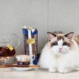 빼빼로데이니까 🥢
#고양이 #랙돌 
#고양이가있는집 #캣테리어 #펫테리어
#ragdoll #blueeyedcat 
🍃 TWG black tea
안떫고 끝까지 향긋~ 하게 즐길 수 있는 홍차
☕️ 로얄알버트 리갈시리즈 블루
손에 착붙 입술에 착붙에 가벼운데 예뻐.. 
딥한 블루컬러는 우리 마요 눈 색상만큼 말모 💙
#예쁜찻잔 #앤티크찻잔
#로얄알버트 #로얄알버트찻잔 #로얄알버트리갈
#예쁜커피잔 #royalalbert #coffeecup 
