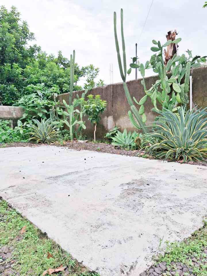 Carpot yang masih virgin 😅 Bermodalkan cor-cor an dia bagaikan karpet di tengah hamparan batu split. Untuk kedepannya, mempercantik carpot ini kayaknya bisa dimasukan ke dalam wishlish deh. Paling engga pasang kanopi. Kalau sekarang sih kebetulan memang kendaraan jarang parkir di sini. Jadi bisa dialihfungsikan untuk tempat main anak. Hmm. Gimana menurut teman-teman?
#CarpotMinimalis #InspirasiCarpot #HalamanBerbatu #BatuSplit #TamanKering 