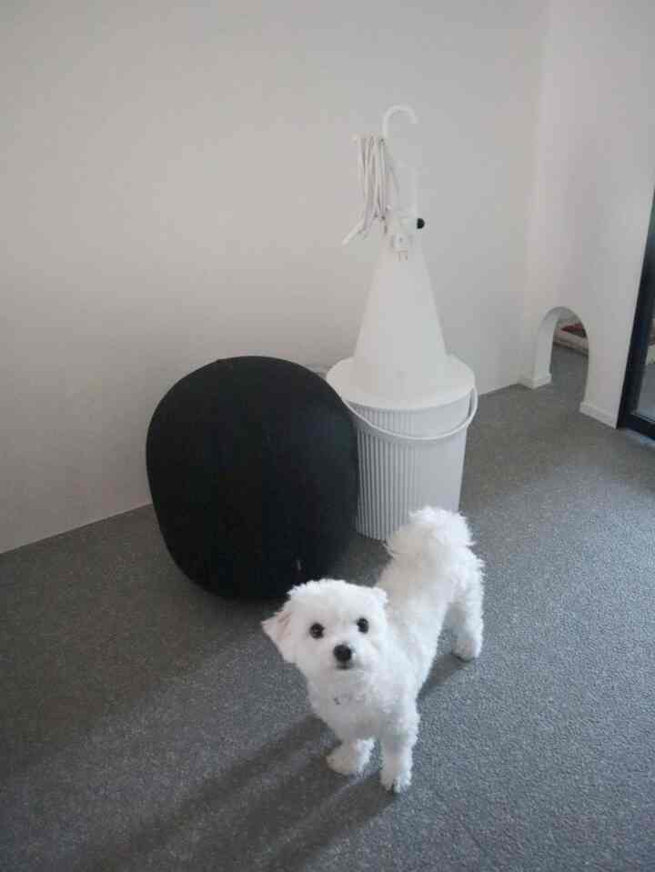 こだわりのワンコ用垂れ壁🐾
#リビング #垂れ壁 #犬との暮らし