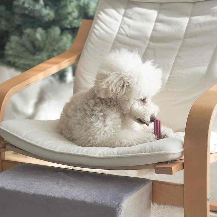 ホワイトクッションと木製フレームのアームチェアに座る小さな白い犬がいるナチュラルな雰囲気の快適な空間