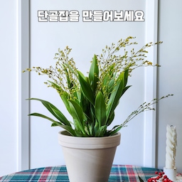 #온라인식물구매 하는 몇몇곳이 있는데
그중에서 루시룸을 좋아해요~😘
🪴 다양한 종류의 식물들이 많고
🪴 식물과 화분의 조화로운 식재가 멋진곳이예요!
🪴 주기적으로 입고 식물 리스트가 올라와서 식쇼 뽐뿌질을 시켜주신답니다 😆😉
내 취향에 맞는 곳을 찾아 단골집을 만들면 
건강하고 예쁜식물로 골라 보내주시구~
때로는 할인도 해주시구~~
요즘 #환타지아난 #바이올렛 보며 뽐뿌질을 하던 차에 루시룸에 입고됐다는 소식을 듣고 데려왔어요!
그냥 보아도 우아하고 이쁜아이인데
벼이삭같은 꽃줄기에서 꽃이 팡팡 터지면 정말 황홀하게 이쁠것 같아요❤️
일반난꽃의 초소형 버전같은 환타지아난 꽃.
(가까이 보면 무섭게 생긴;;)
단골집을 만들어보세요!
#2024마무리도 식물과 함께
#happynewyear
#콘수프기록 #예쁜템최고야 
#식집사성장기 #식물일기 