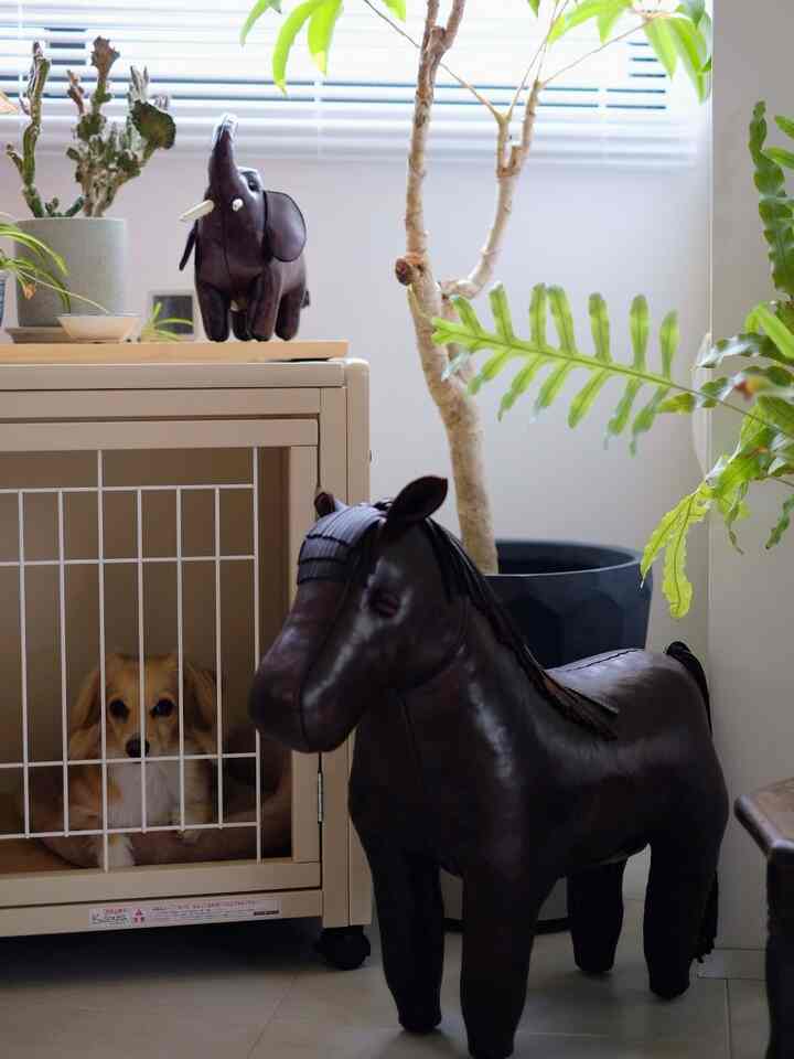 Beige pet cage with dog and leather animal objets in a naturally lit interior space filled with green plants
