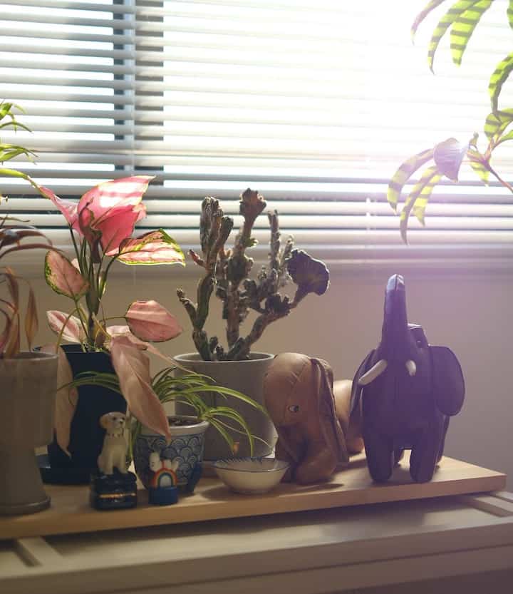 Cozy space with soft beige wall and wooden tray featuring pet figurines and potted plants