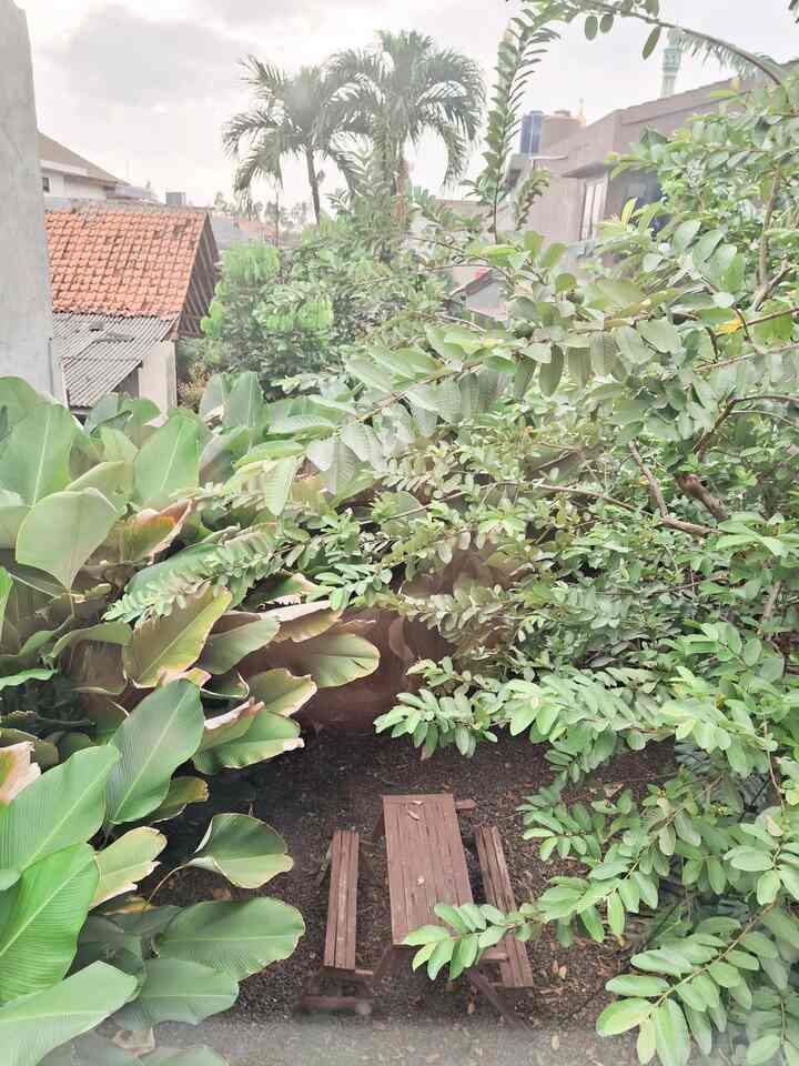 Sebuah oase ditengah padatnya pemukiman kota JKT. Adanya taman di belakang ini berhasil banget mem-filter beberapa hal. Polusi hasil bakar sampah tetangga (pfft), juga meredakan panas dari teriknya matahari. Capeknya ngerapihinnya aja karena pertumbuhan yang pesattt 🧨
#BackYard #HomeGarden #RumahHijau #TamanBelakang #PiknikdiKebunRumah