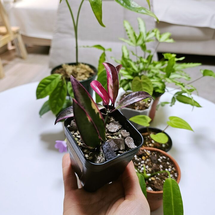 short form carousel card thumbnail