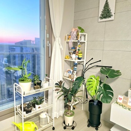 새벽 거실풍경과 몬스테라 새잎🌱
뱃속의 아이가 새벽부터 명치를 많이 건드려서 일찍 깨어나버린 아침이에요. 오랫만에 새벽에 일어나게 되었는데 베란다 밖 색감이 예술이네요☺️
몽글몽글한 새벽 아침입니다🌅
#오늘의우리집 4 #콘수프기록 #콘수프 #새벽감성 #새벽풍경 #식물 #오늘아침 #색감 #새벽색감 #예쁜풍경 #거실 #거실인테리어 #풍경 #오늘의가든 #오가든 #몬스테라 #몬스테라키우기 #거실인테리어 #식집사 #식집사일상 #신혼일상  #임산부일상 #불면증 #맞팔 #맞팔해요 #소통 #소통해요 #맞팔소통 #환영 #환영해요