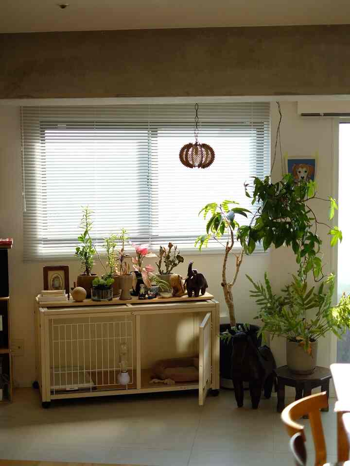 黄色みの家具と緑の植物が配置されたリビング、自然で落ち着いた雰囲気のあるインテリア