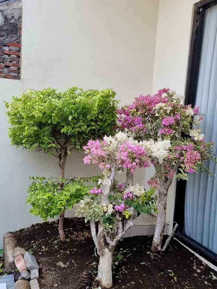 Taman di YYhouse termasuk taman low budget dg pemilihan tanaman hingga material yg affordable dan low maintenance. Salah satunya dg menggunakan bunga bugenvil yg sgt tahan panas. Namun bs menghasilkan bunga yg cantik dan estetik. Dan juga penggunaan granit untuk taman dalam rumah.  #MaterialRenovasi #MaterialMurah #RenovasiAffordable #MaterialRamahKantong #tamankecil #minigarden #bonsaibugenvil #innercourtyard