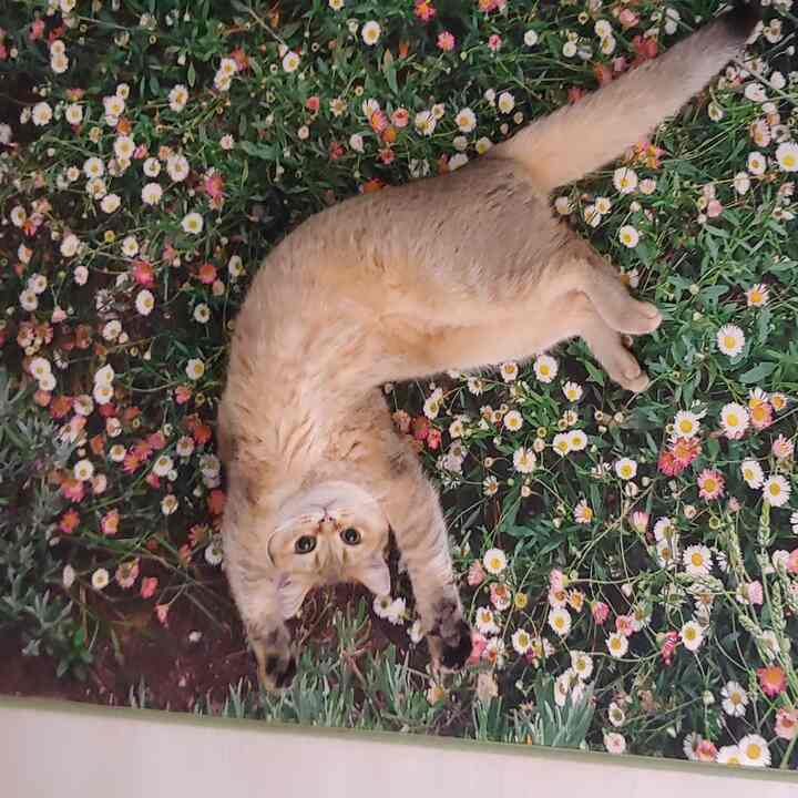 ベージュ色の猫が花柄のラグの上に寝そべる、雰囲気のある室内空間