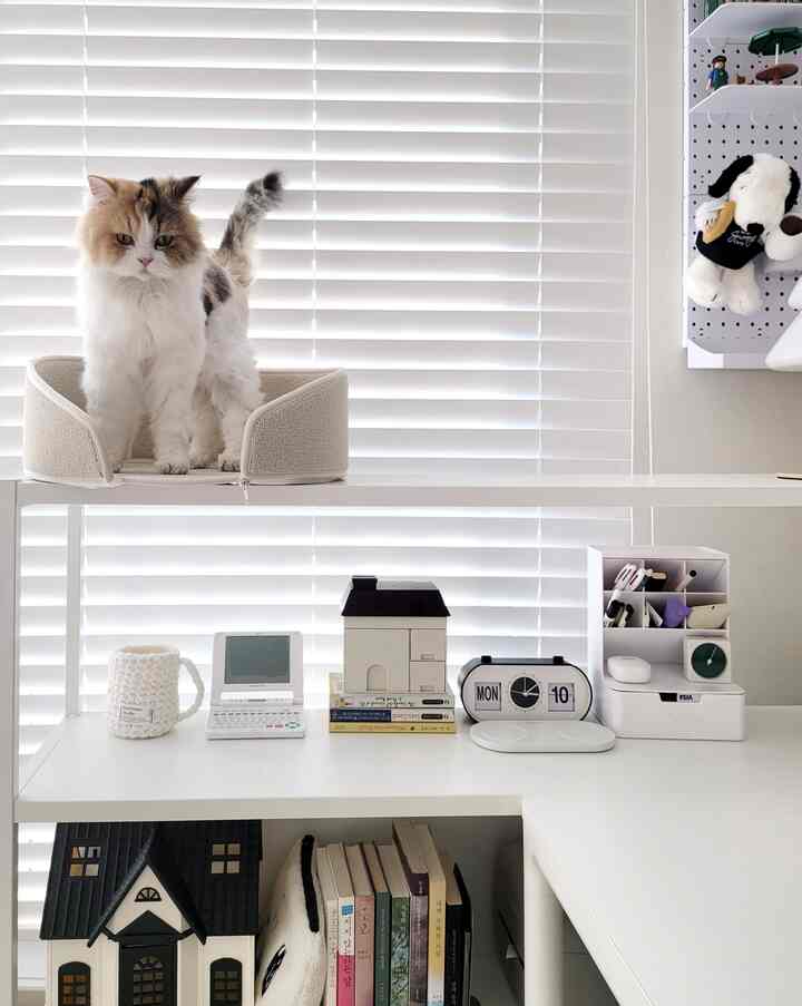 White-toned study space featuring a bookshelf and desk with a cat perched on top, creating a neat and cozy atmosphere