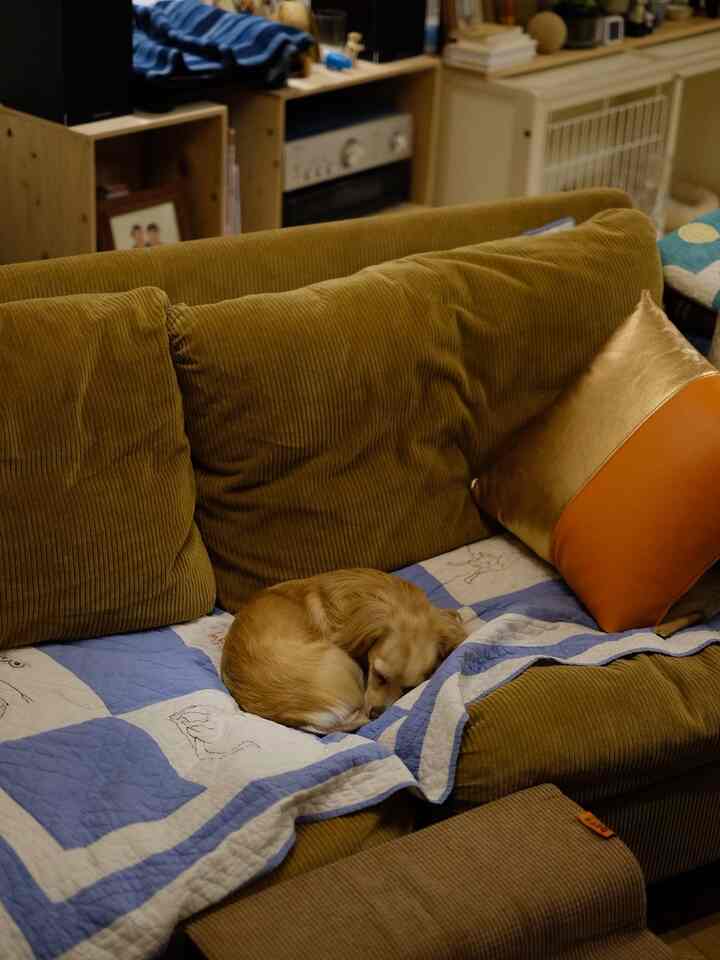 レザーアーティストTOMYがつくるレザークッションと犬
#レザークッション #ソファ #犬がいる暮らし 

