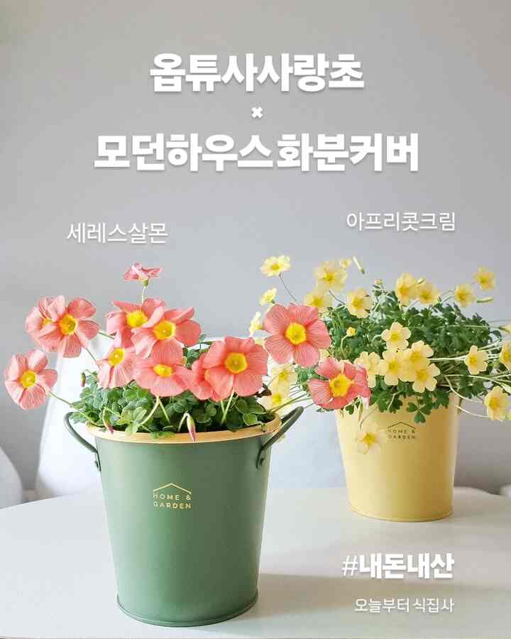 球根に植えられて＃ベランダ冬月東を終えた＃愛草がきれいに咲きました。 
こんなにきれいな愛草球根を普通の牡蠣に植えましたが、もう少し綺麗になってほしいと思いました。

最近＃モダンハウスに行ってきれいで購入してきた「ガーデンブリーズラウンドメタル＃ミニバスケット」 
50％割引期間なので、2つに5000ウォンもしない価格で＃お金を耐えました。

ラブリーポッドカバーとして活用しています。とてもきれいです🌸
今家にある鉢植えデザインが見えない場合？
このようなPodcoverはどうですか？

ポッドカバー用途ではなく多様な活用が可能なミニバスケットです。

愛草は名前にふさわしくとても愛らしいです。
私の家ベランダ＃春が来たばかり🌷🌷

＃ベランダ庭園で育てましたが、写真はお部屋で撮りました。
ソファの上に座ってベランダ庭園にピン
チューリップ、ラブリー、クロッカスの花を見ながら春のお祝いをします。

チューリップと一緒に紅紅のセレスサモン、黄色いアフリカコクリームラブリーのドゥポートとモダンハウスのパッカバーが来た家の中を春でいっぱいに満たしてくれますね..!!

＃ベランダ植物＃愛草花＃indoorplants＃indoorgarden＃今日から植民地時代＃今日のガーデン＃今日のシーンカット＃春の花＃コンスープ記録＃ポットカバー＃植木鉢カバー＃植民地成長 
＃今日の癒し＃かわいいテム最高の野菜＃植物日記 
