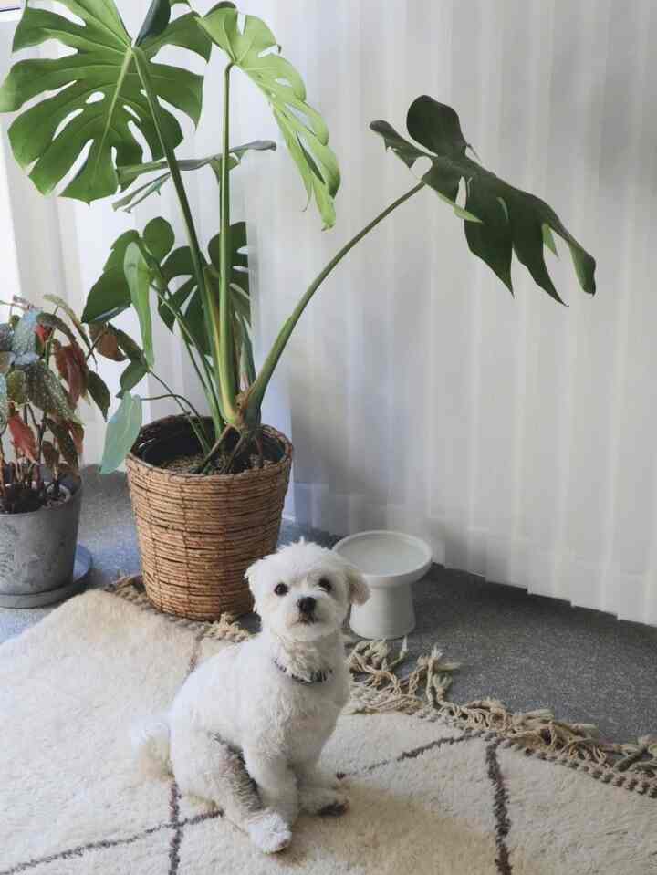Bright white and beige toned living room featuring large plants and a white dog in a cozy setting
