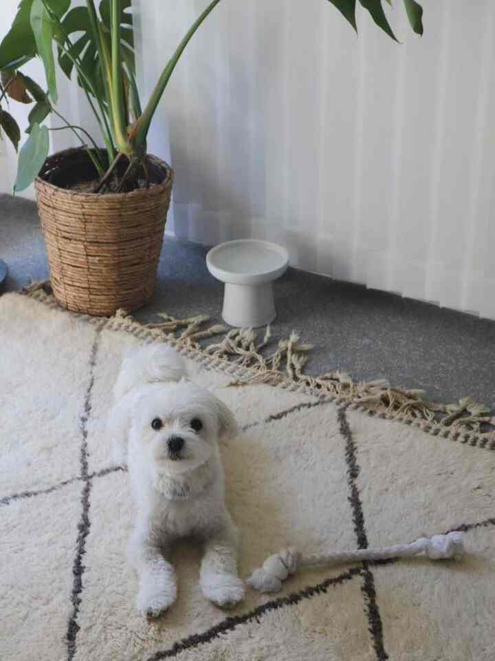 White-toned living room featuring a small dog, a plush rug, and pet toy with a cozy atmosphere